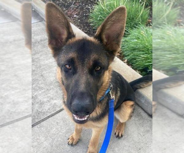 Medium Photo #3 German Shepherd Dog-Unknown Mix Puppy For Sale in Elk Grove, CA, USA