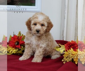 Poodle (Miniature) Puppy for sale in GORDONVILLE, PA, USA