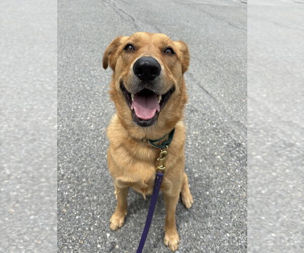 Medium Photo #16 Golden Labrador Puppy For Sale in Brewster, NY, USA