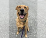 Small #15 Golden Labrador