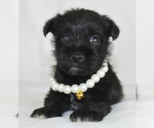 Schnauzer (Miniature) Puppy for sale in BROOKSVILLE, FL, USA