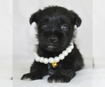 Image preview for Ad Listing. Nickname: Shadow