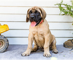 Puppy Murphy Mastiff