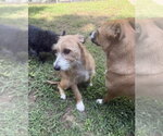 Small #3 Mutt
