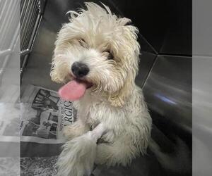 Maltese Dogs for adoption in Riverside, CA, USA