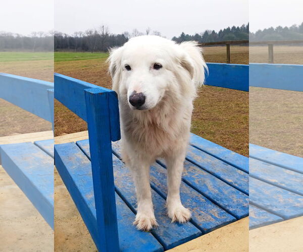 Medium Photo #2 Great Pyrenees-Unknown Mix Puppy For Sale in Unionville, PA, USA