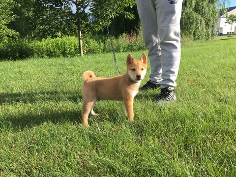 Medium Photo #1 Shiba Inu Puppy For Sale in DELMAR, NY, USA
