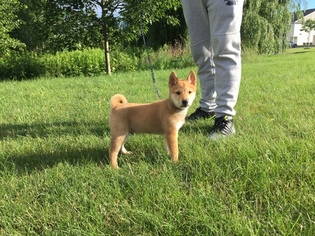 Shiba Inu Puppy for sale in DELMAR, NY, USA