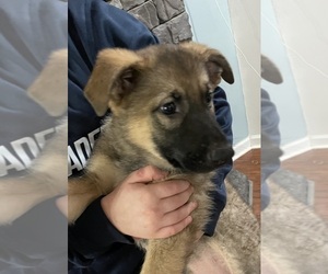 German Shepherd Dog Puppy for sale in MADISON HEIGHTS, VA, USA