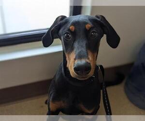 Doberman Pinscher Dogs for adoption in San Clemente, CA, USA