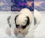 Sara - Female Yorkipoo Puppy for Sale - Photo #2
