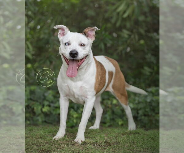 Medium Photo #3 Siberian Husky-Unknown Mix Puppy For Sale in Marina Del Rey, CA, USA