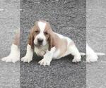 Small #3 Basset Hound
