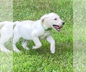 Labrador Retriever Puppy for sale in ASHBURNHAM, MA, USA