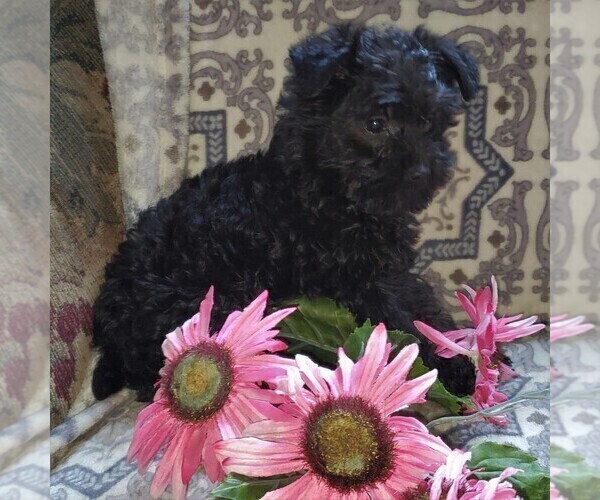 Medium Photo #6 YorkiePoo Puppy For Sale in KINZERS, PA, USA