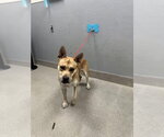 Small German Shepherd Dog Mix