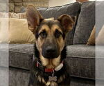 Small #8 German Shepherd Dog Mix