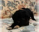 Small #19 Aussiedoodle Miniature 