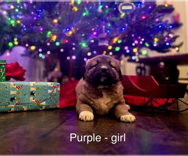 Medium Photo #13 Anatolian Shepherd Puppy For Sale in GERMANTON, NC, USA