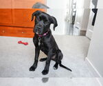 Small Great Dane-Labrador Retriever Mix