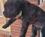 Small Photo #17 Cane Corso Puppy For Sale in MODESTO, CA, USA
