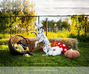 Dalmatian Litter for sale in Iernut, Mures, Romainia