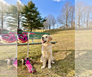 Golden Retriever Puppy for sale in ODENTON, MD, USA