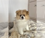 Small Photo #1 Pomeranian Puppy For Sale in MOBILE, AL, USA
