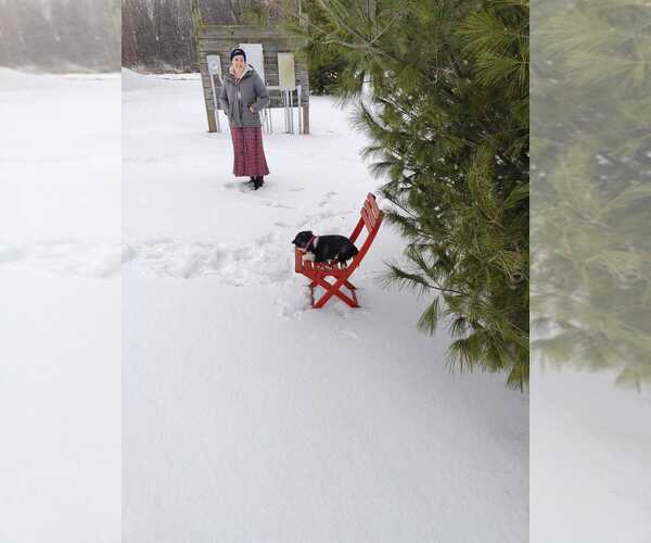 Medium Photo #23 Siberian Husky Puppy For Sale in AUBURN, NY, USA