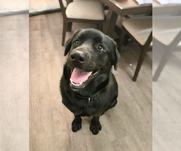 Medium Photo #2 Labsky Puppy For Sale in Holly Springs, NC, USA