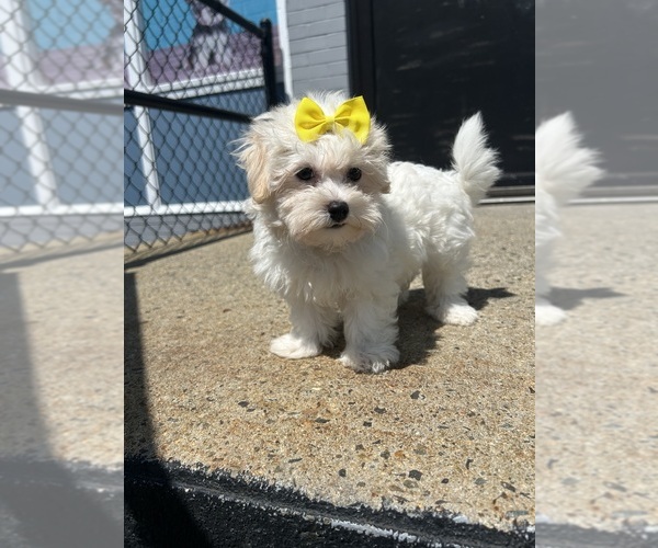Medium Photo #1 Havamalt Puppy For Sale in RANDOLPH, MA, USA