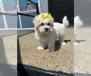 Havamalt Puppy for sale in RANDOLPH, MA, USA