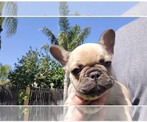 French Bulldog Puppy for Sale in SANTA MARIA, California USA