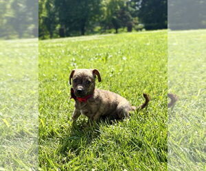 Chihuahua-Unknown Mix Dogs for adoption in Omaha, NE, USA