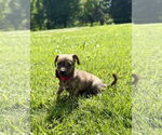 Small Chihuahua Mix
