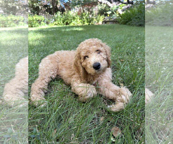 Medium Photo #2 Golden Retriever Puppy For Sale in Marina Del Rey, CA, USA