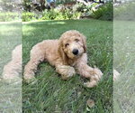 Small #1 Golden Retriever