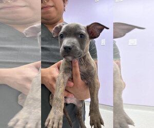 American Staffordshire Terrier-Unknown Mix Dogs for adoption in Holly Springs, NC, USA