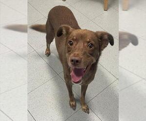 Chihuahua Dogs for adoption in Augusta, GA, USA