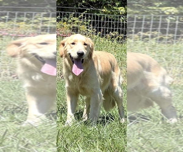 Medium Photo #1 Golden Retriever Puppy For Sale in NEOLA, WV, USA