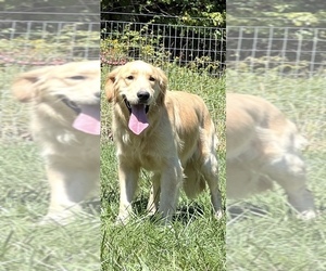 Father of the Golden Retriever puppies born on 05/15/2026