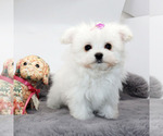 Small #2 Maltese