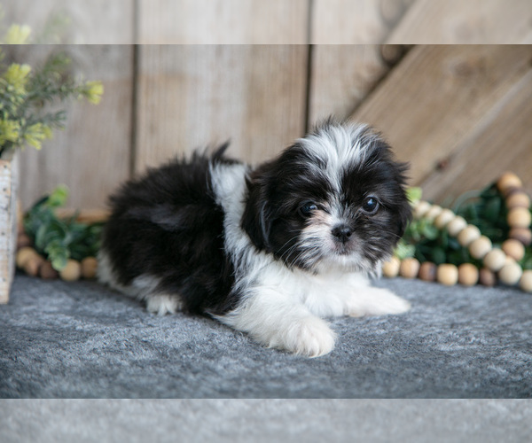 Medium Photo #2 Shih Tzu Puppy For Sale in GREENWICH, OH, USA