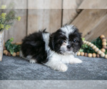 Small #1 Shih Tzu
