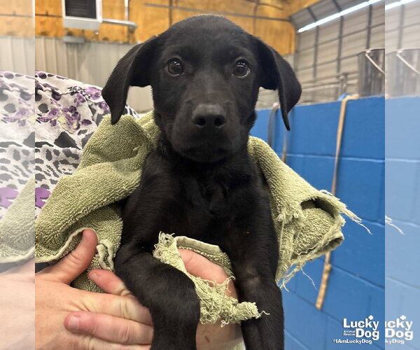 Medium Photo #8 Labrador Retriever-Unknown Mix Puppy For Sale in Washington, DC, USA