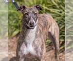 Small #1 Greyhound