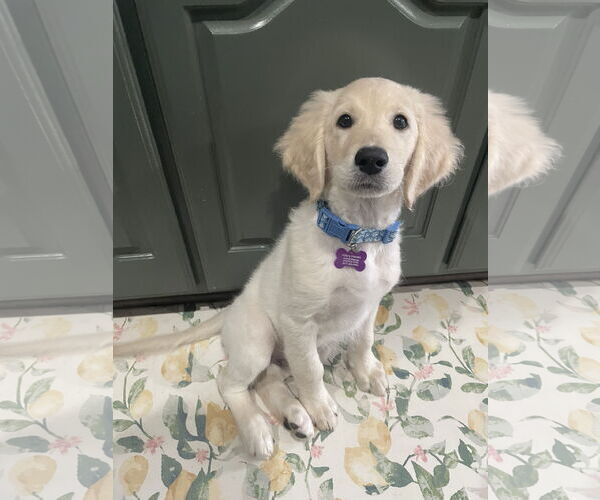 Medium Photo #3 Goldendoodle Puppy For Sale in Fort Worth, TX, USA