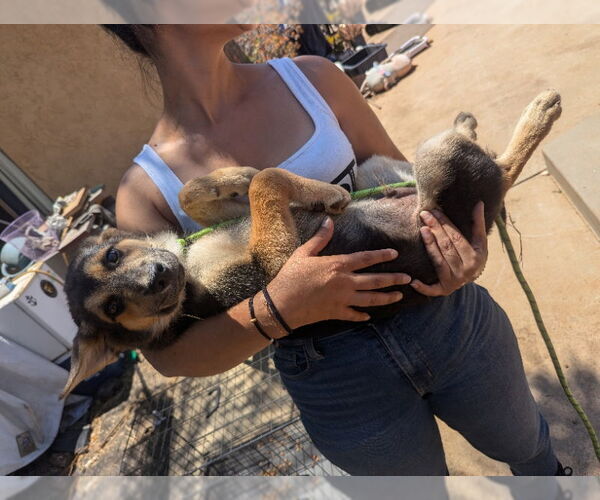Medium Photo #4 German Shepherd Dog-Huskies  Mix Puppy For Sale in San Diego, CA, USA