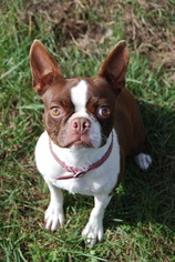 Boston Terrier Puppy for sale in LEITCHFIELD, KY, USA