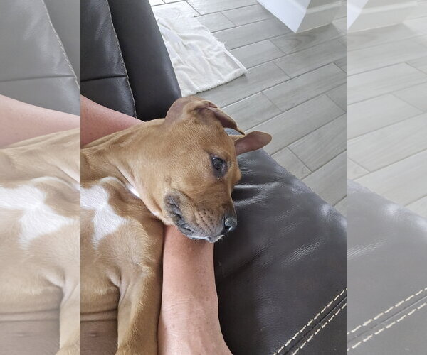 Medium Photo #2 Black Mouth Cur-Unknown Mix Puppy For Sale in The Woodlands, TX, USA
